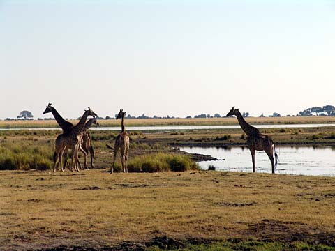 Bild88: Giraffen am Chobe
