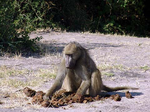 Bild90: Einsames Baboon-M�nnchen