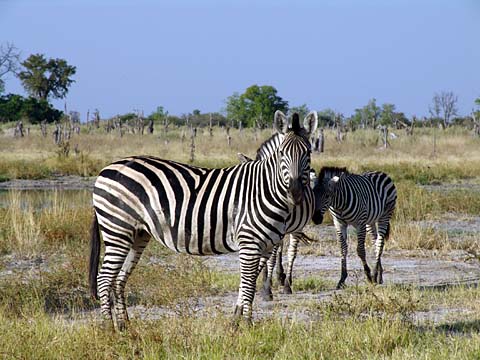 Bild137: Zebras - streiftes Lwenfutter