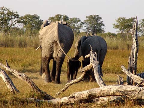 Bild148: Drei Elefantenrsche