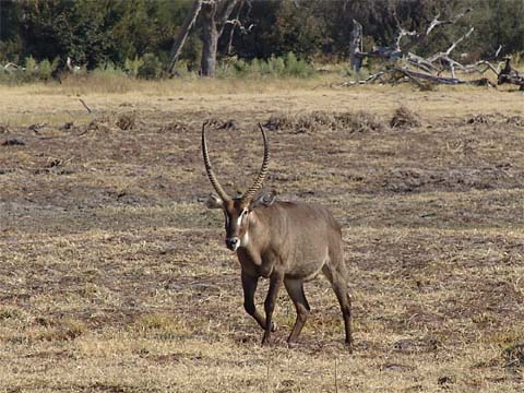 Bild146: Eland-Bock