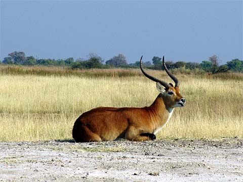 Bild150: Schner Puku-Antilopenbock