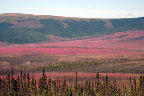 Bild29: Fireweeds blhen in Alaska im Sommer